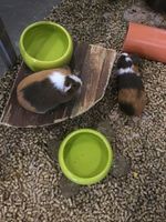 Junge Meerschweinchen abzugeben, Garten und Zoo Lieret Nordrhein-Westfalen - Mönchengladbach Vorschau