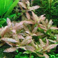 Aquarium Hygrophila polysperma 'Rosanervig' Sunset-Wasserfreund Baden-Württemberg - Pliezhausen Vorschau