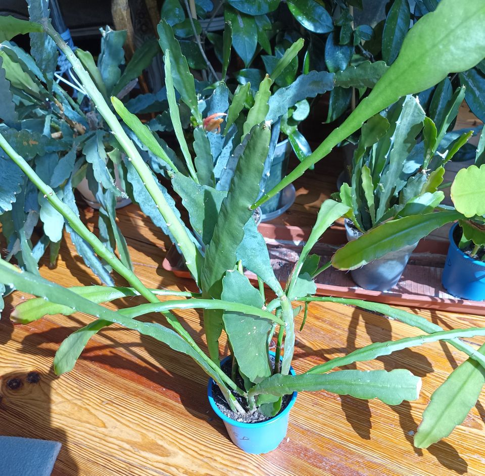 Epiphyllum Zimmerpflanze Blattkaktus mit Weißer Blüte in Berlin