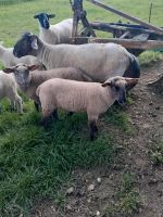 Lämmer, Schafe abzugeben Thüringen - Neustadt an der Orla Vorschau