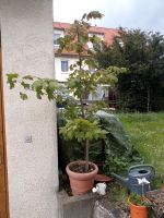 Ahornbaum im Topf Baum Baden-Württemberg - Nehren Vorschau