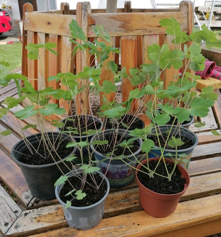 Akelei Pflanze Staude Bauerngarten Blumen Topf in Dietramszell