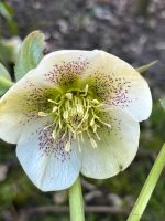 Helleborus orientalis, Lenzrose, Staude ,immergrüne Pflanze,Blume Niedersachsen - Zeven Vorschau