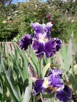 Hohe Iris/Schwertlilie -winterhart- Rheinland-Pfalz - Rockenhausen Vorschau