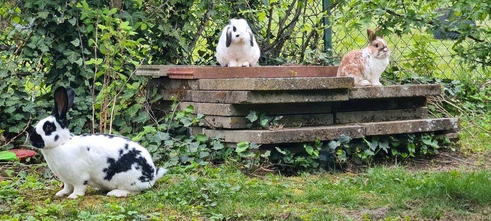 Hase entlaufen!!   Bad lauterberg in Bad Sachsa