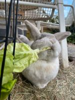 vier Kaninchen in artgerechte Haltung abzugeben Baden-Württemberg - Vaihingen an der Enz Vorschau