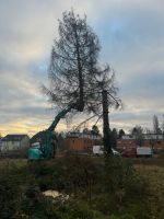 Baum fällen, Baumfäller, Wurzel entfernen, Baumdienst Nordrhein-Westfalen - Mülheim (Ruhr) Vorschau