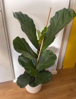Pflanze Geigenfeige Zimmerpflanze Ficus Lyrata Friedrichshain-Kreuzberg - Friedrichshain Vorschau