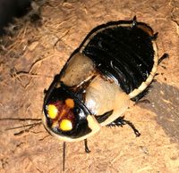 Lucihormetica luckae Niedersachsen - Wittingen Vorschau