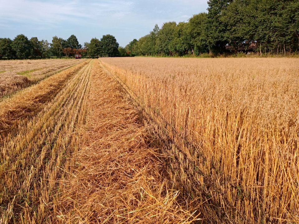 Stroh Bio Strohballen Pferde Einstreu  Futterstroh Hasen Hühner Kleintiere Heu in Ganderkesee