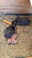 Junge Hasen / Kaninchen abzugeben. Aus eigener Zucht. Nordrhein-Westfalen - Hövelhof Vorschau