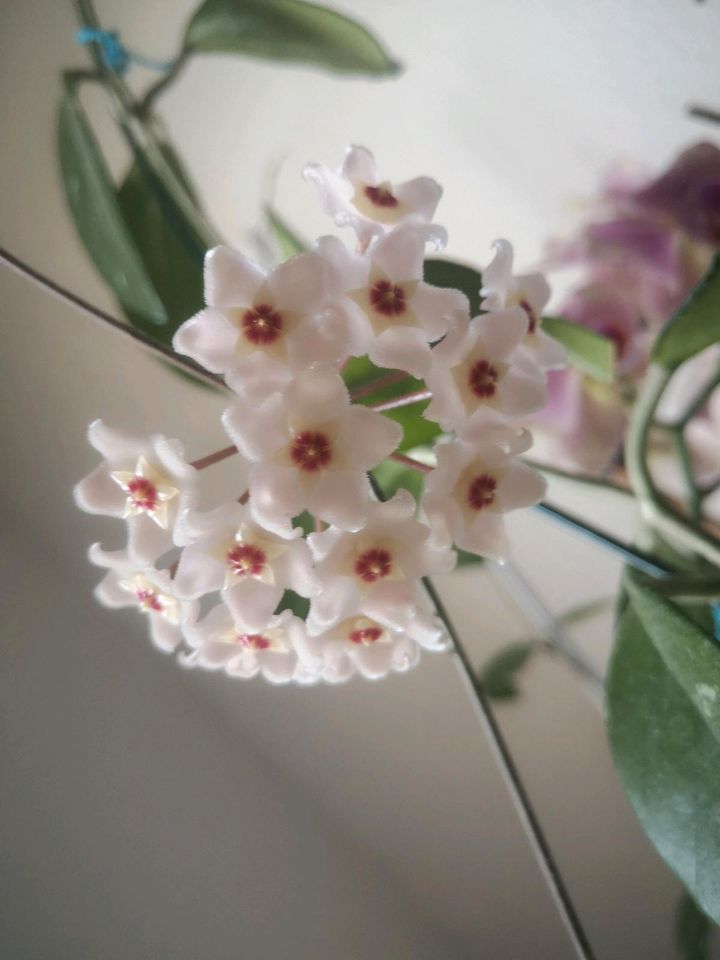 Hoya Carnosa Porzellanblume Wachs Blume in Leipzig