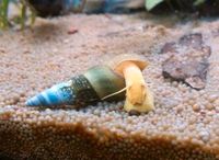 Baby junge Tylomelania sp Albino/Apricot Schnecken Aquarium Thüringen - Ilmenau Vorschau