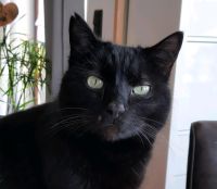 Schwarzer Kater in Eibelshausen gesucht Hessen - Eschenburg Vorschau