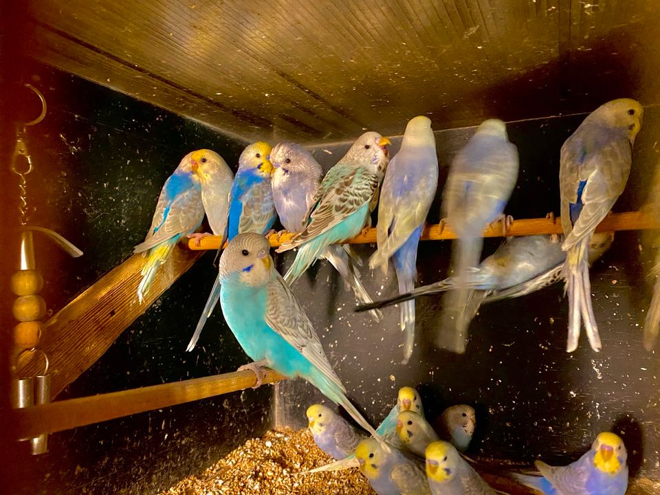 Nestjunge und auch ältere Wellensittiche in Moers