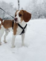 Schöner Beagle-Junge Bayern - Amberg Vorschau