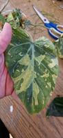 Philodendron Gloriosum Snow Leopard Rheinland-Pfalz - Bescheid bei Hermeskeil Vorschau