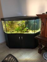 Aquarium mit Schrank Niedersachsen - Vierhöfen Vorschau