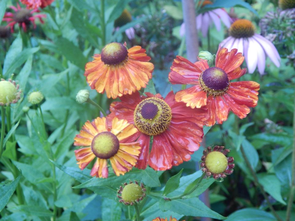 Sonnenbraut Moerheim Beauty/ Bienenweide in Appel