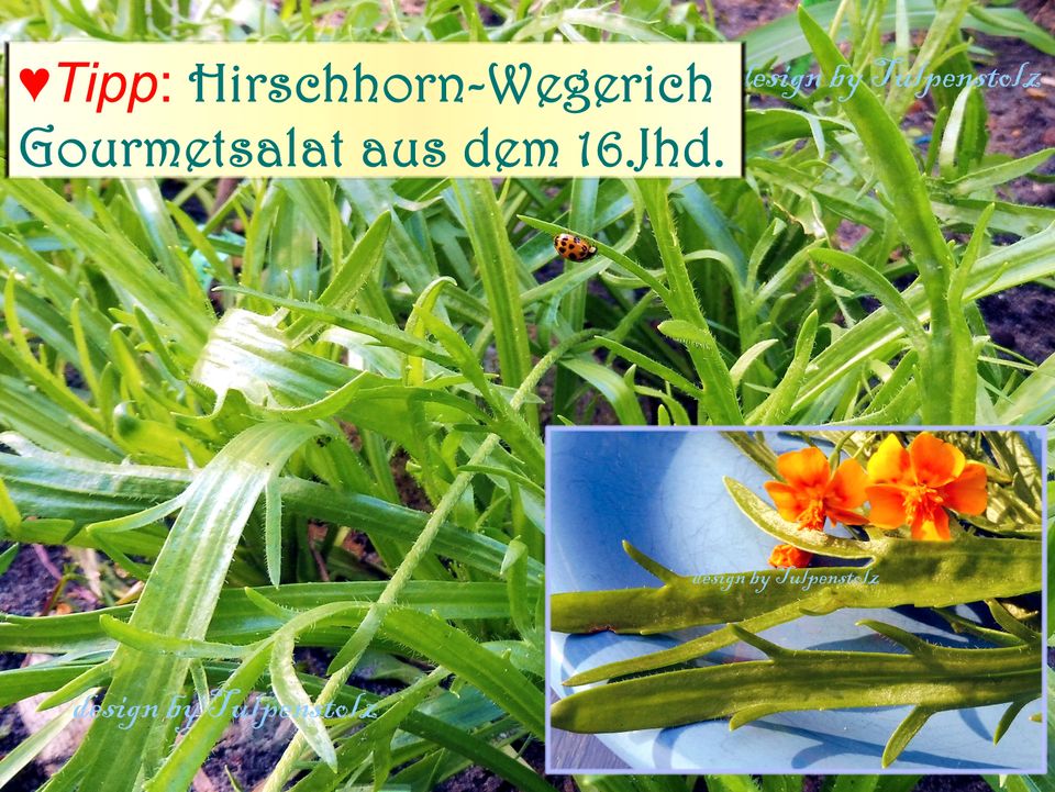 ♥BIO Hirschhornwegerich,Samen,Salat,Heilpflanze Gemüse Tulpenstol in Hamburg