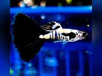 Black Cobra Guppy - Hochzucht Guppys aus Liebevoller Zucht Baden-Württemberg - Bretzfeld Vorschau