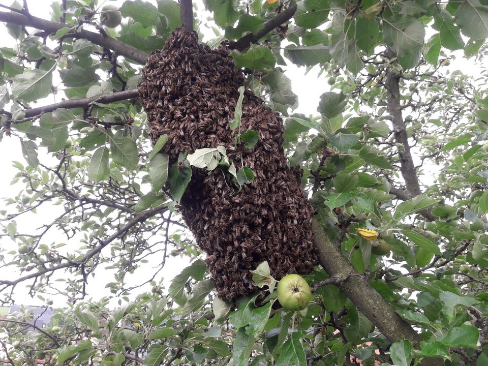 Fange Bienenschwarm Bienen Schwarm Mellifera Schwarmrettung Honig in Glashütte