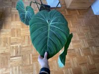 Philodendron Gloriosum Stecklinge // Ableger Niedersachsen - Wedemark Vorschau