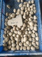 Kartoffeln Pflanzkartoffeln Sorte Antje Brandenburg - Zehdenick Vorschau