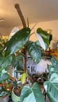 Verschiedene Zimmerpflanzen - Philodendron, Epipremnum, Alocasia Dresden - Räcknitz/Zschertnitz Vorschau