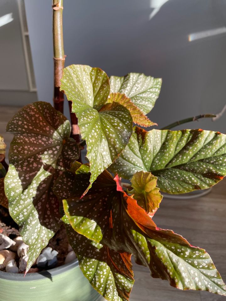 Korallenbegonie, Begonia Corallina, Steckling mit Blatt in Berlin