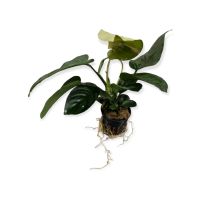 Anubias barteri 6,99€* Speerblatt Aquarium Pflanze Wasserpflanze Saarland - Püttlingen Vorschau