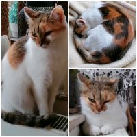 Katze und Kater vermisst in Leonberg Baden-Württemberg - Leonberg Vorschau