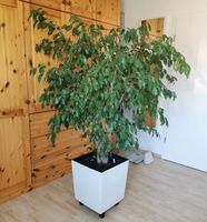 Ficus Benjamina als Baum incl. Topf fast 2 m Baden-Württemberg - Urbach Vorschau
