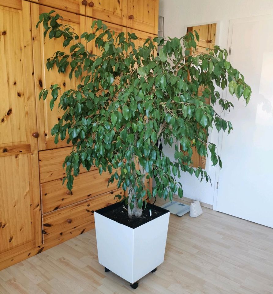 Ficus Benjamina als Baum incl. Topf fast 2 m in Urbach