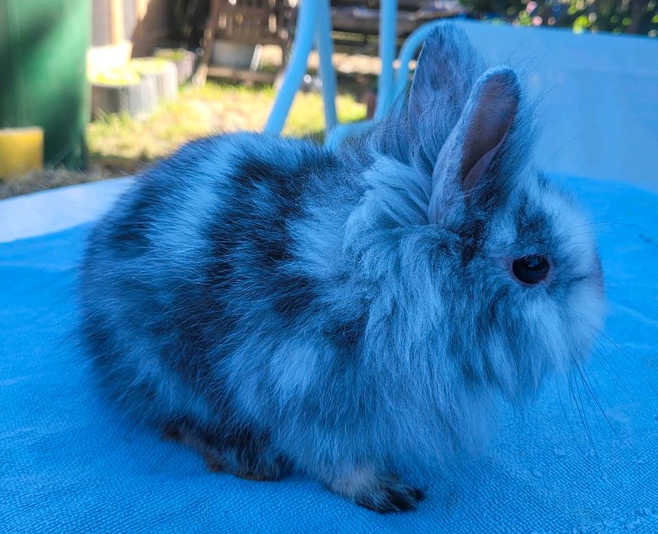 ♡geimpfte und kastrierte Löwenköpfchen♡Zwergkaninchen♡Kastraten♡ in Weferlingen