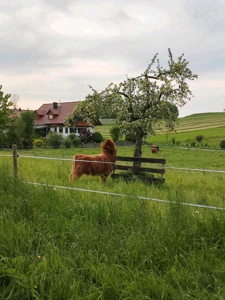 Kindergeburtstag auf dem Bauernhof in Kirchheim in Schwaben