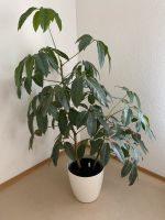 Zimmerpflanze mit Übertopf Baden-Württemberg - Ludwigsburg Vorschau