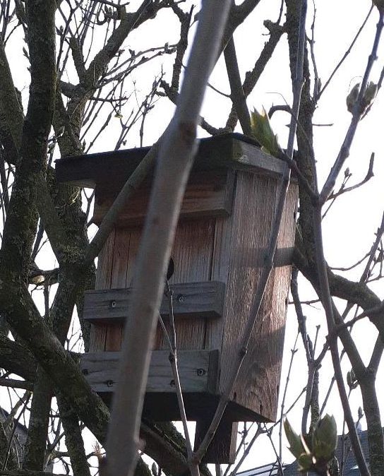 Vogelhäuschen Echtholz massiv in Erwitte