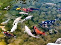 Wunderschöne weiße KOI 30 - 50 cm Teich Fische Garten Bayern - Lindenberg im Allgäu Vorschau