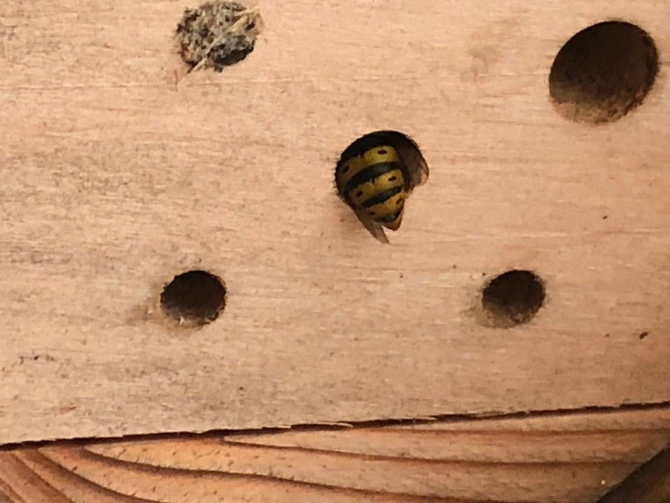 Verschiedene große Hecken Sträucher in Mannheim