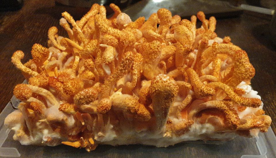 Cordyceps militaris Box zum selbst Ernten, Heilpilz, Pilzzucht in Berlin