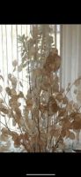 Silbering 20 Samen hübsche  Trockenblumen Rheinland-Pfalz - Koblenz Vorschau