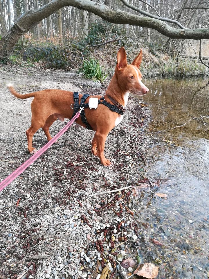 APPLE Podenco Maneto Rüde Tierschutz Hund in Plön 