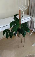 Philodendron dragon tail, ganze Pflanze Dresden - Cotta Vorschau