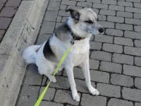 Sammy (Anfängerhund) sucht ein liebevolles Zuhause! Niedersachsen - Bad Gandersheim Vorschau