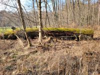 Eichenstamm/ Eichenholz Brandenburg - Heideblick-Langengrassau Vorschau