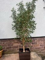 Birkenfeige, (Ficus Benjamin) Niedersachsen - Uslar Vorschau