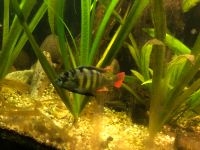 Barsche Haplochromis CH44 thick skin Hessen - Friedberg (Hessen) Vorschau