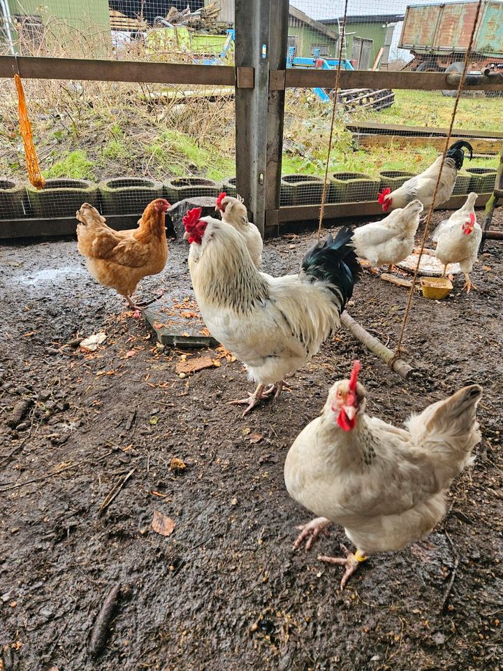 Hühner  1 Hahn  und 1 oder 2 Hennen in Schuby