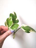 Manjula happy leaf Efeutute Ableger Steckling Pflanze Berlin - Charlottenburg Vorschau
